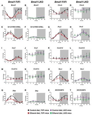 Alcohol and Liver Clock Disruption Increase Small Droplet Macrosteatosis, Alter Lipid Metabolism and Clock Gene mRNA Rhythms, and Remodel the Triglyceride Lipidome in Mouse Liver